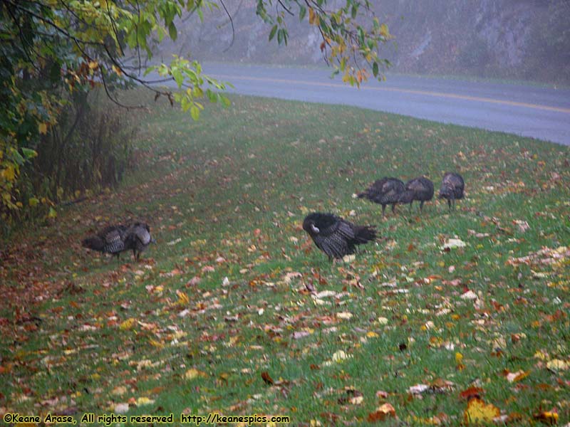 Turkeys!