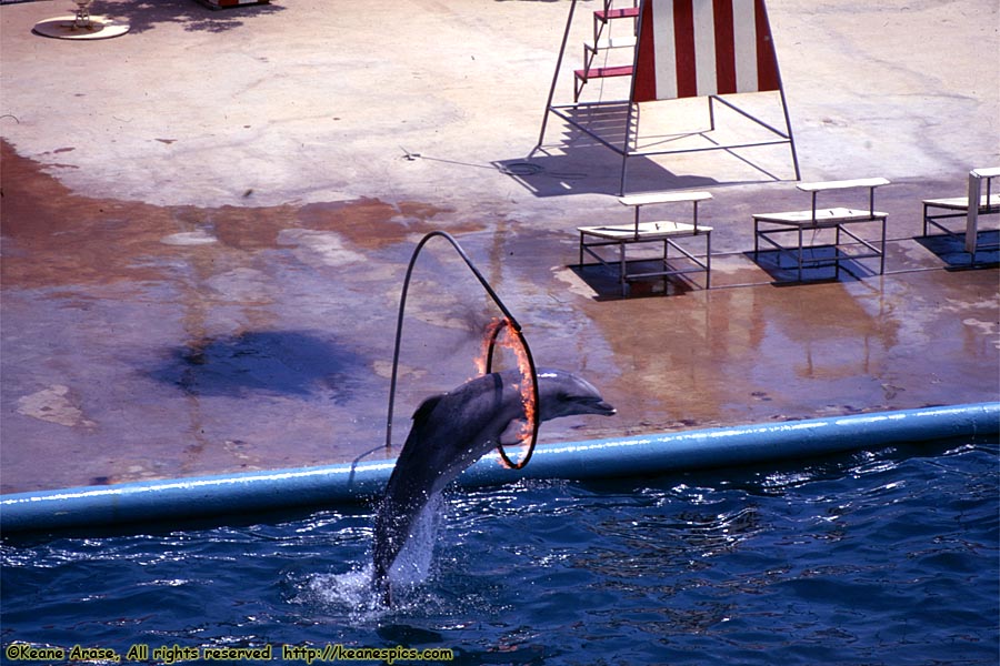 Porpoise Show