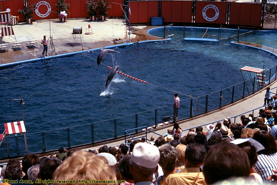 Porpoise Show