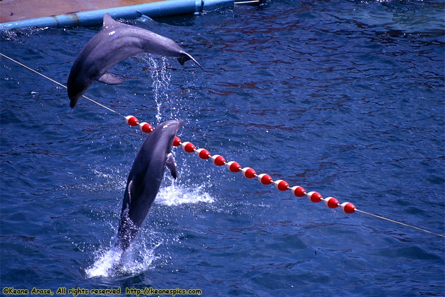 Porpoise Show