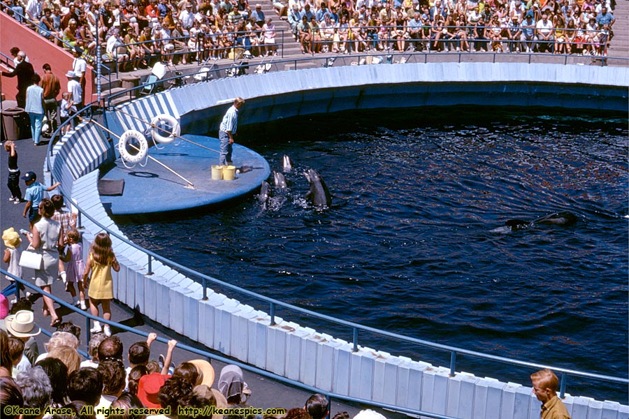 Porpoise Show