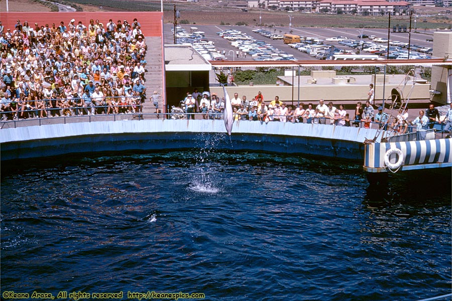 Porpoise Show