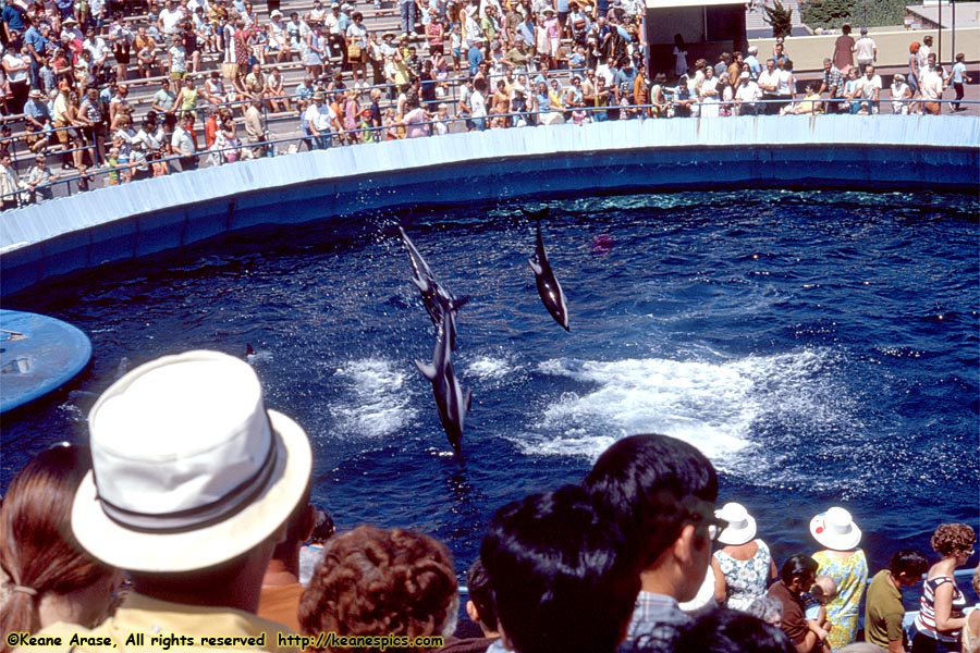 Porpoise Show