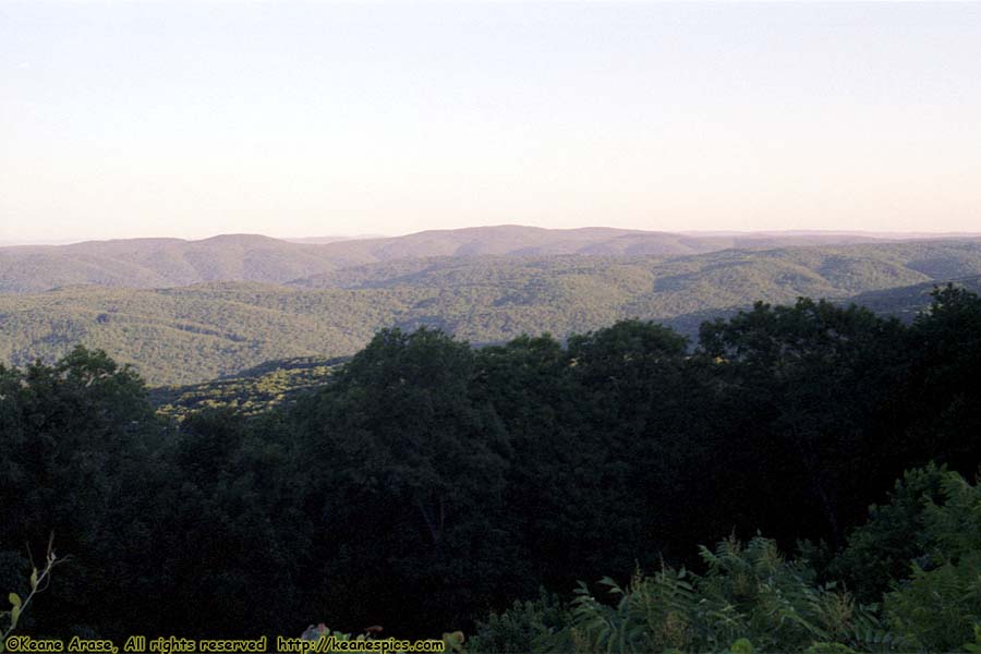 Forest Overlook