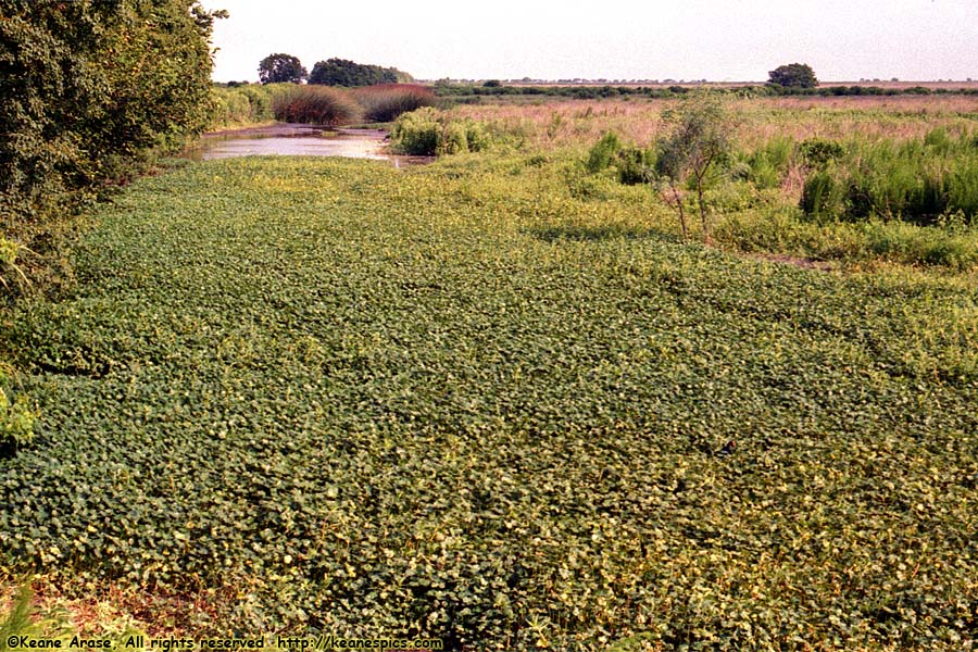 Sabine NWR