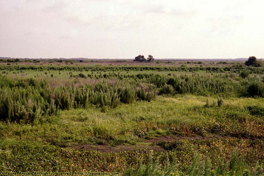 Sabine NWR