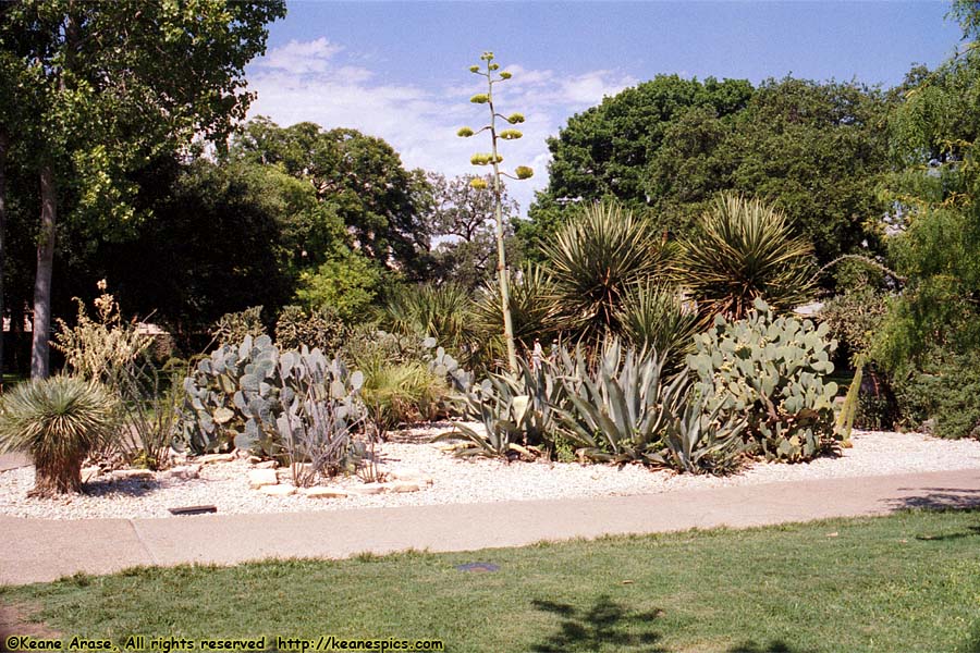 The Alamo