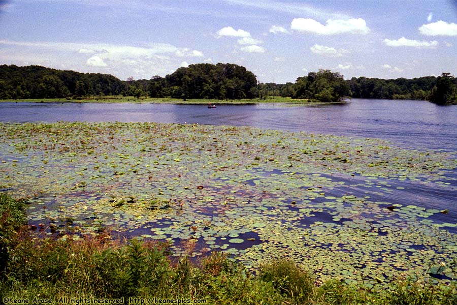 Ross Barnett Reservoir (Jackson, Mississippi)