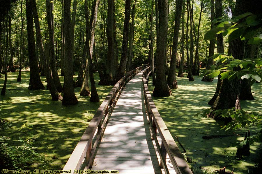 Cypress Swamp