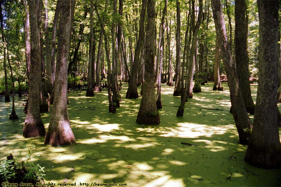 Cypress Swamp