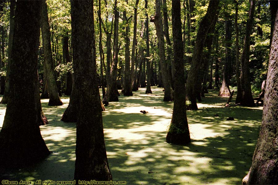 Cypress Swamp