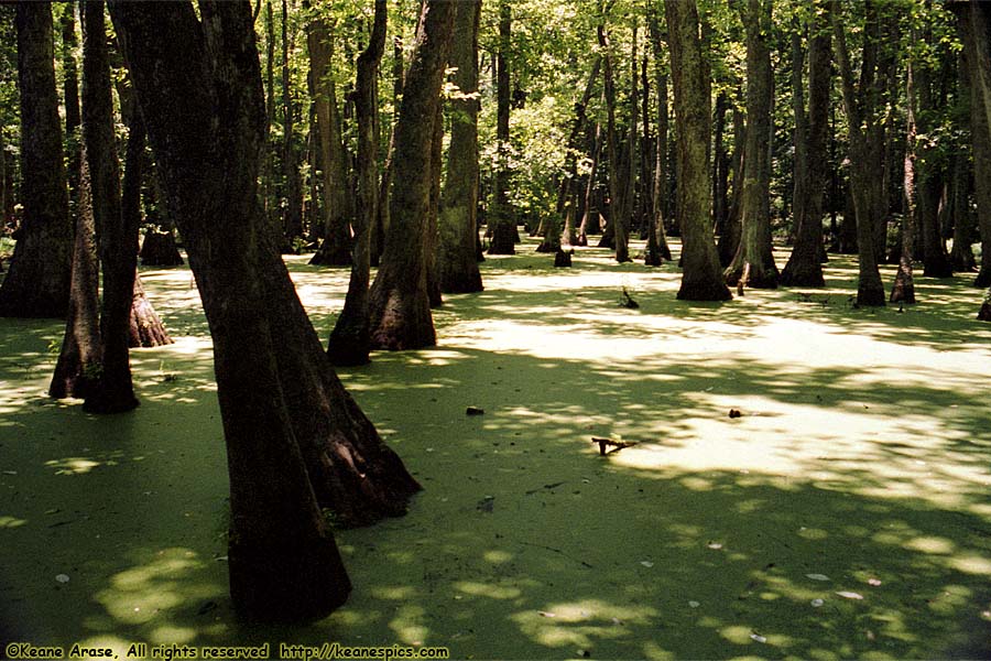 Cypress Swamp