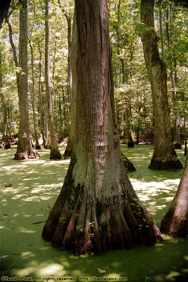 Cypress Swamp