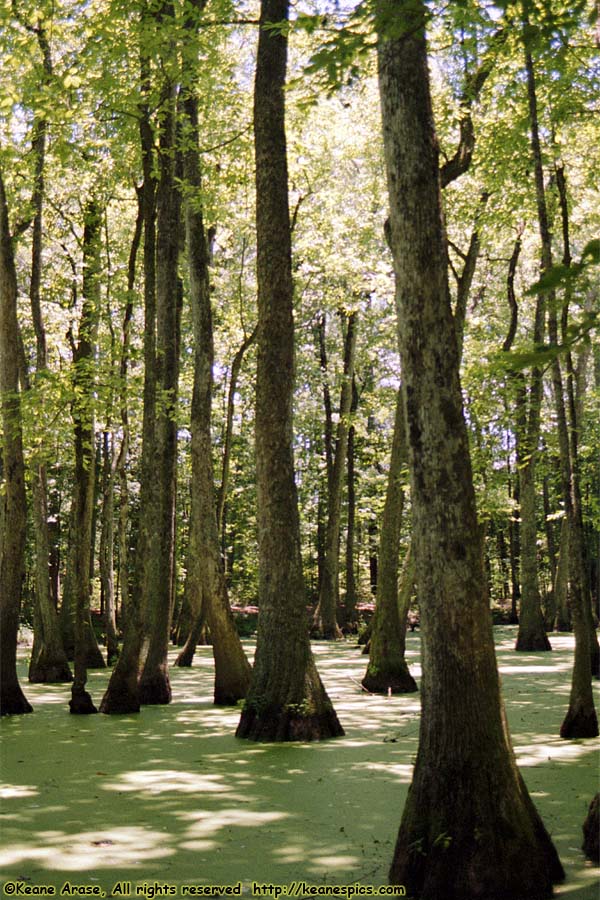 Cypress Swamp