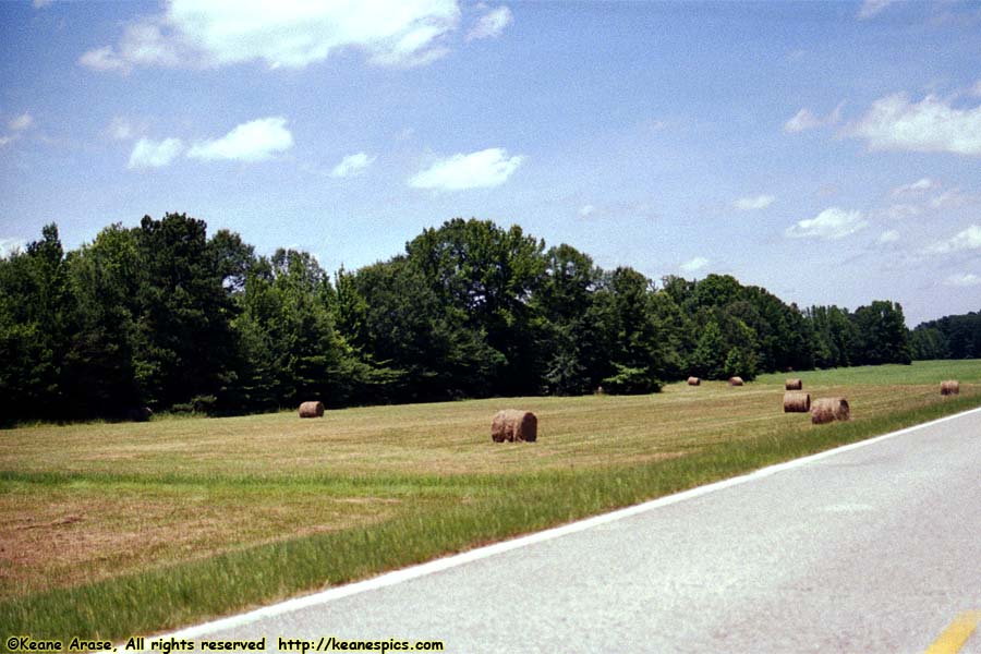 Hay Rolls