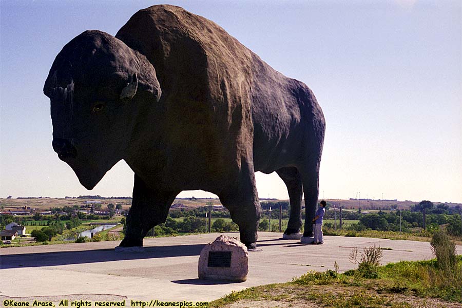 World's Largest Buffalo