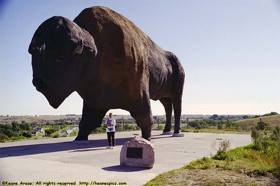 World's Largest Buffalo