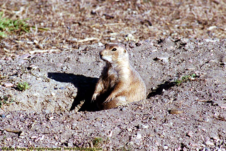 Prairie Dogs