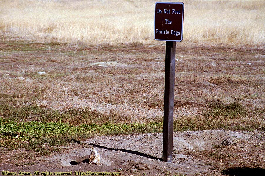 Prairie Dogs