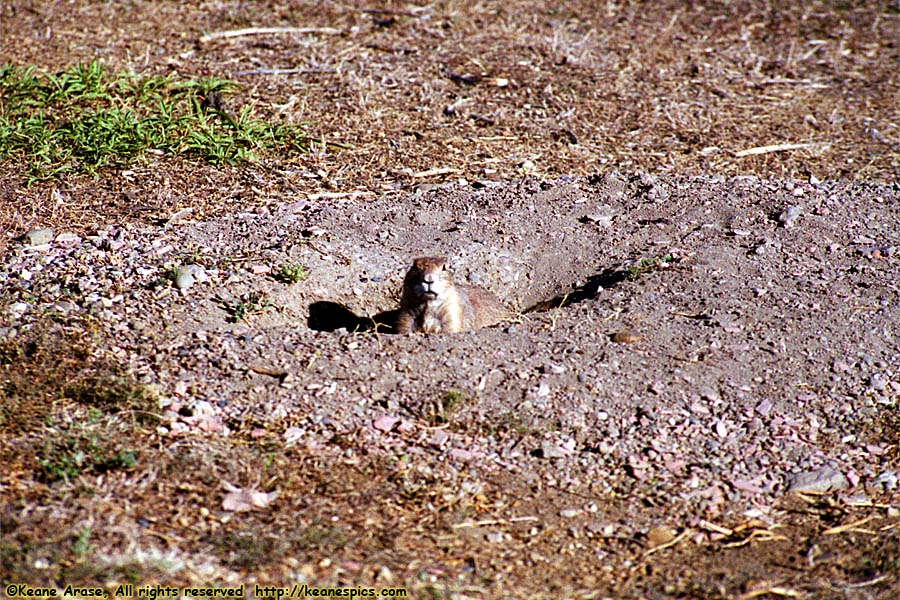 Prairie Dogs