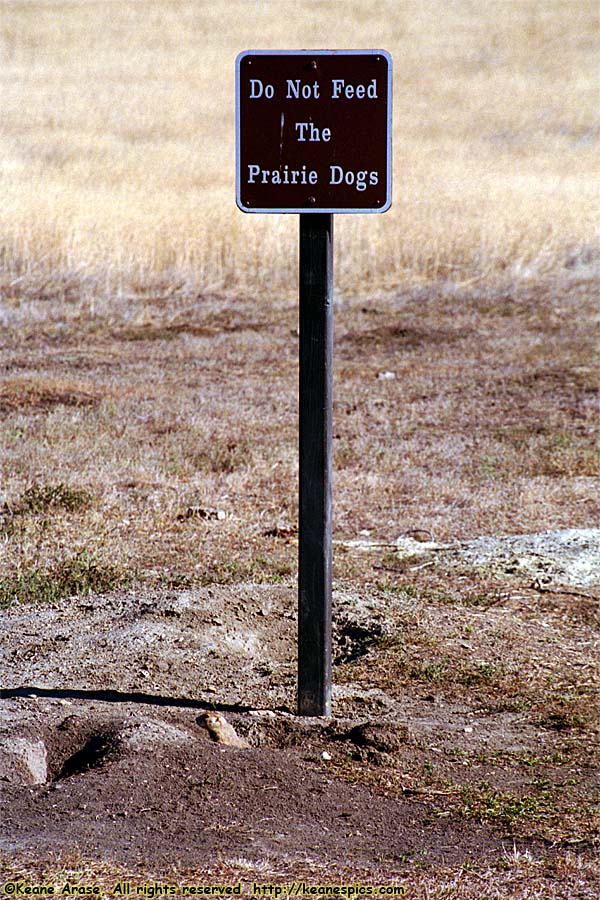 Prairie Dogs