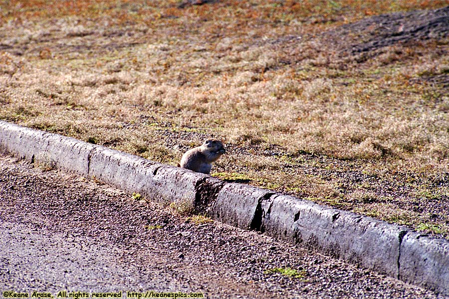 Prairie Dogs