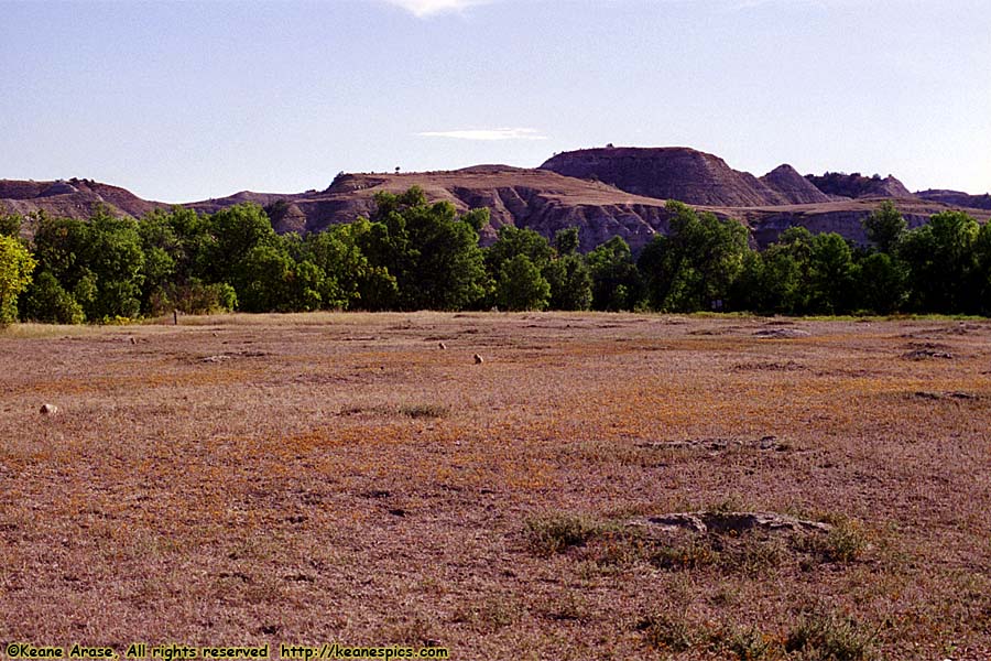 Prairie Dogs