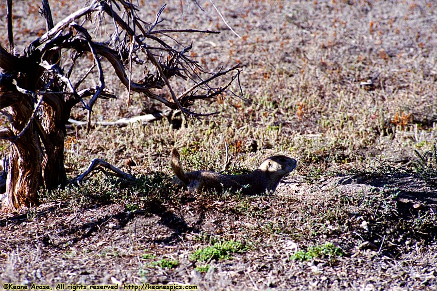 Prairie Dogs