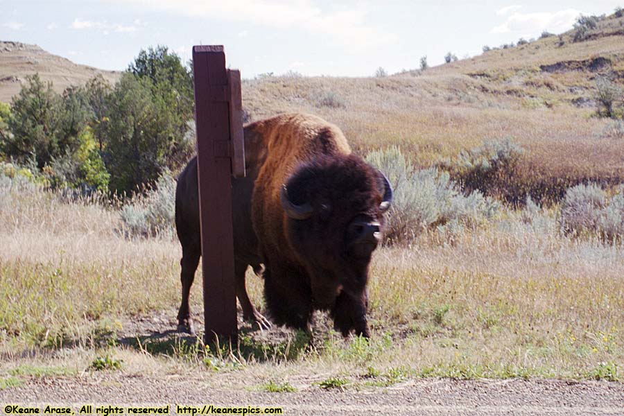 Buffalo