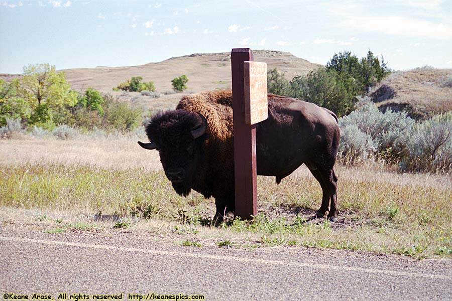 Buffalo