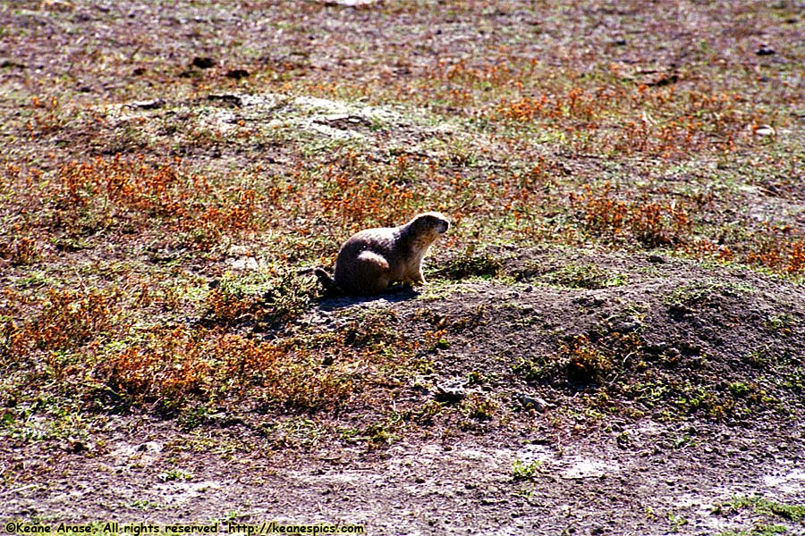 Fat Prairie Dog