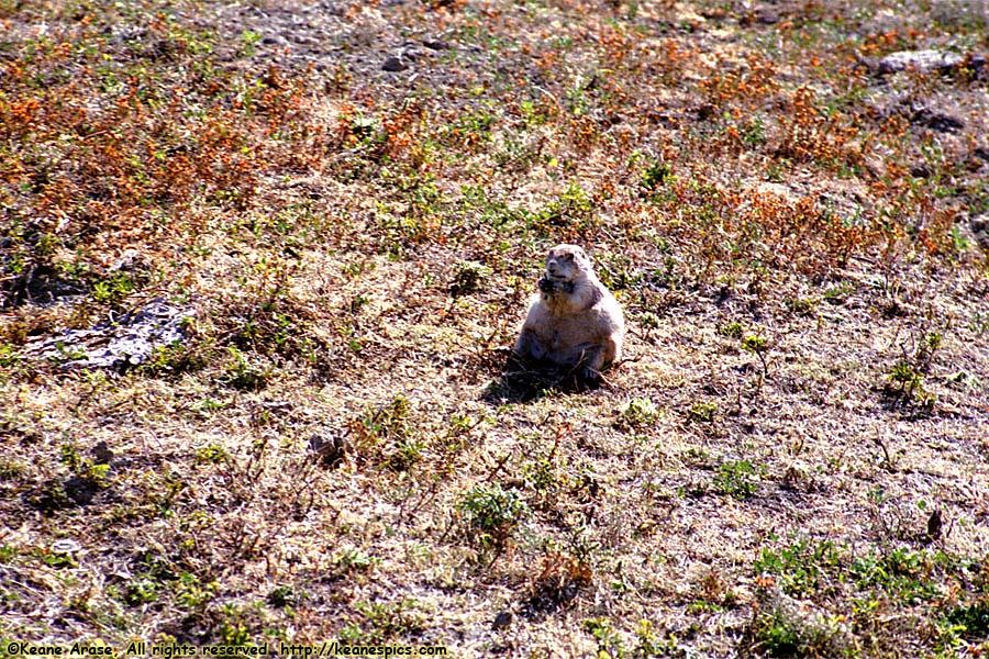 Fat Prairie Dog