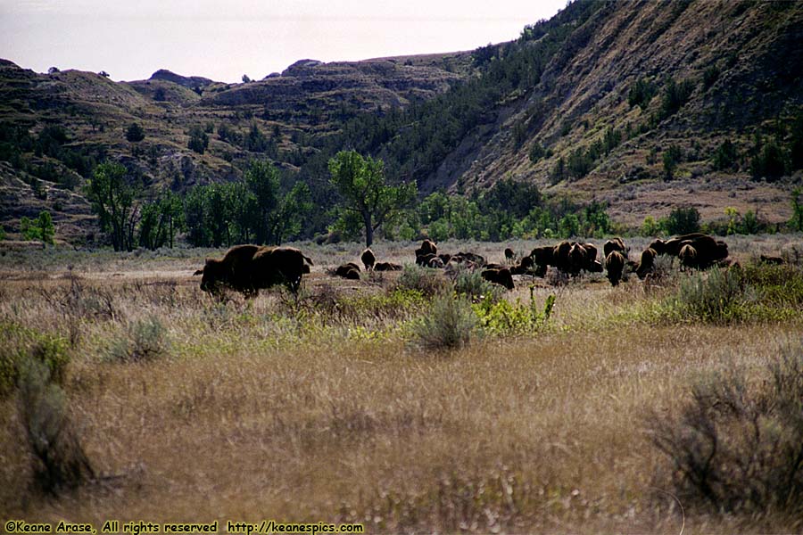 Buffalo