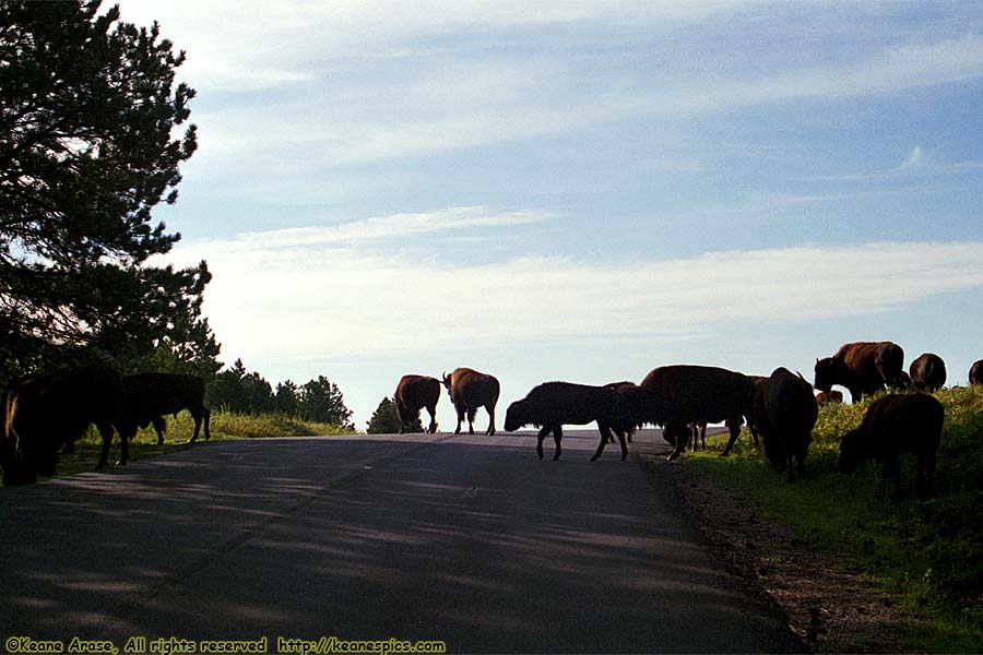 Bison