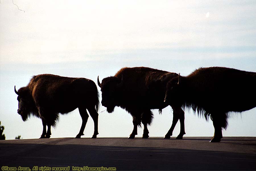 Bison