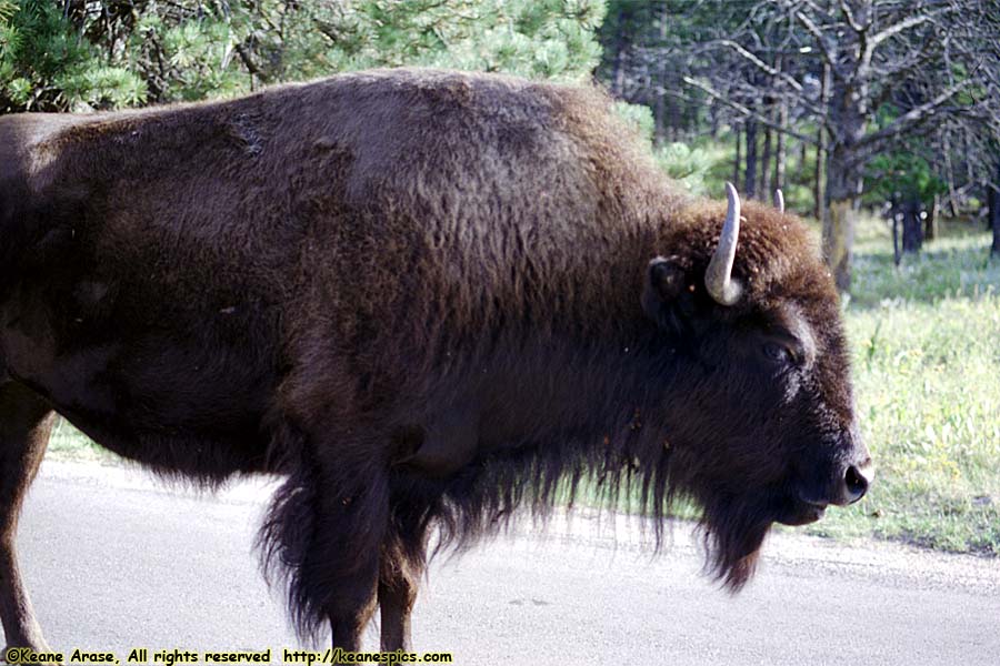 Bison