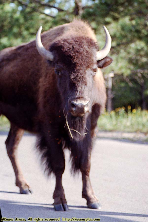 Bison