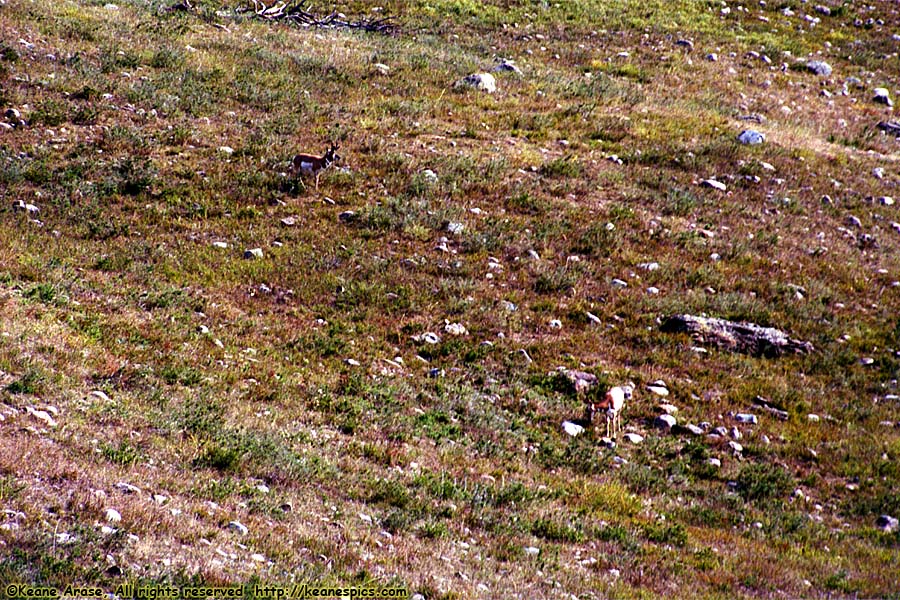 Pronghorn Antelope