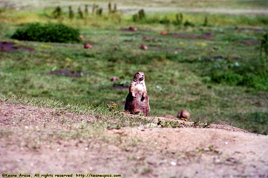 Prairie Dog