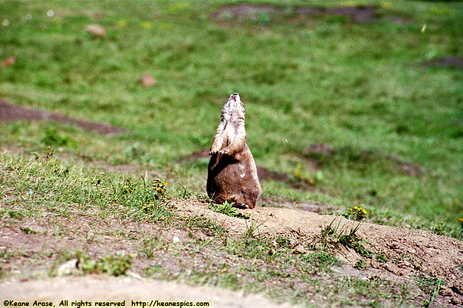 Prairie Dog