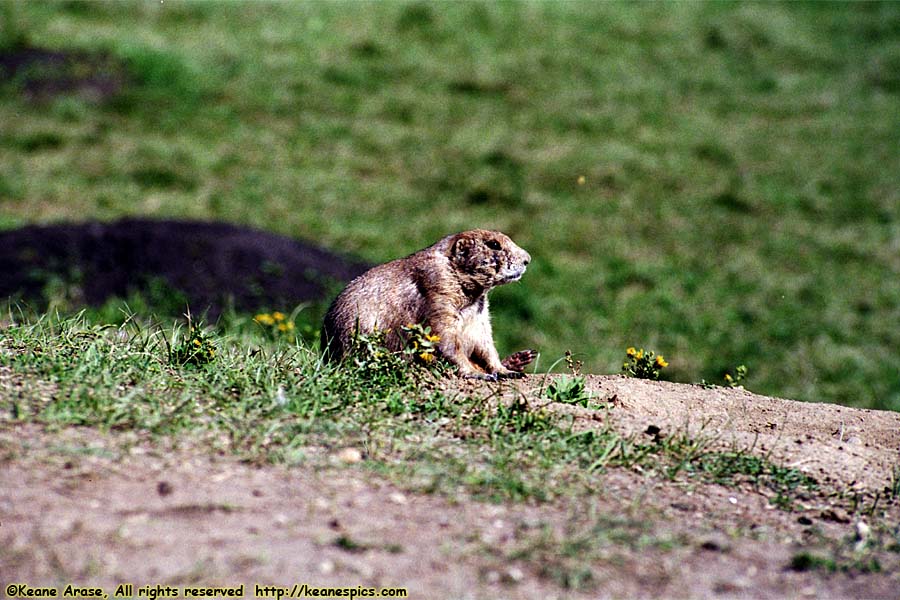 Prairie Dog