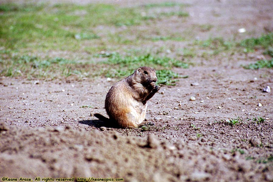 Prairie Dog