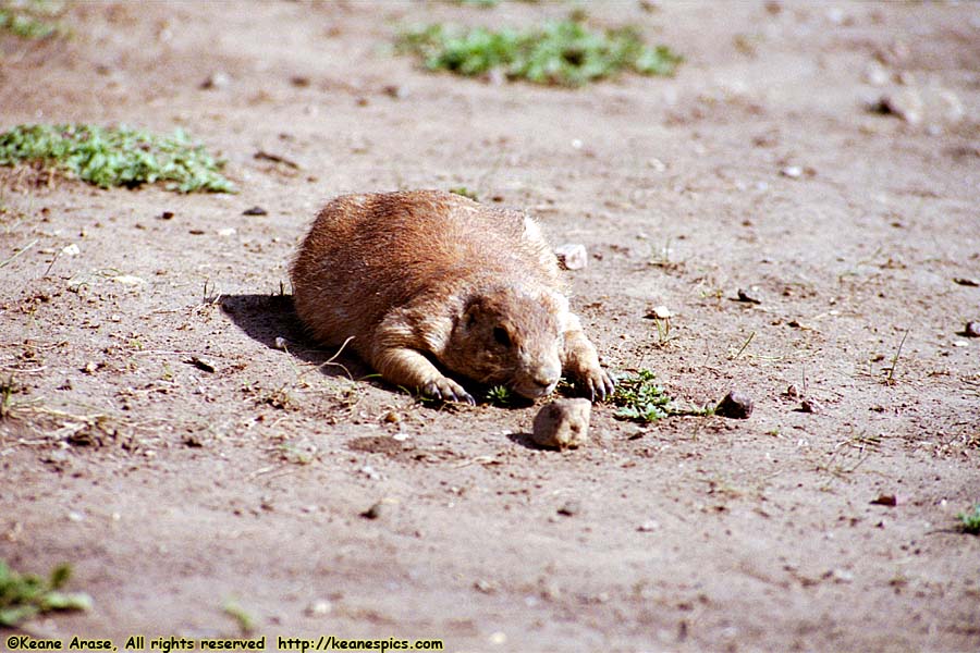 Prairie Dog