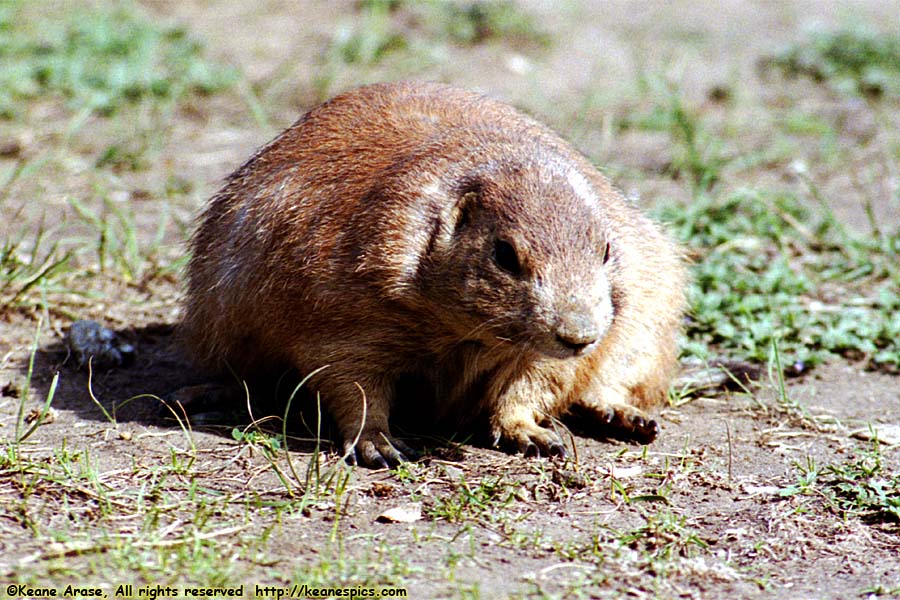 Prairie Dog