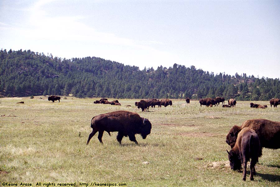 Buffalo