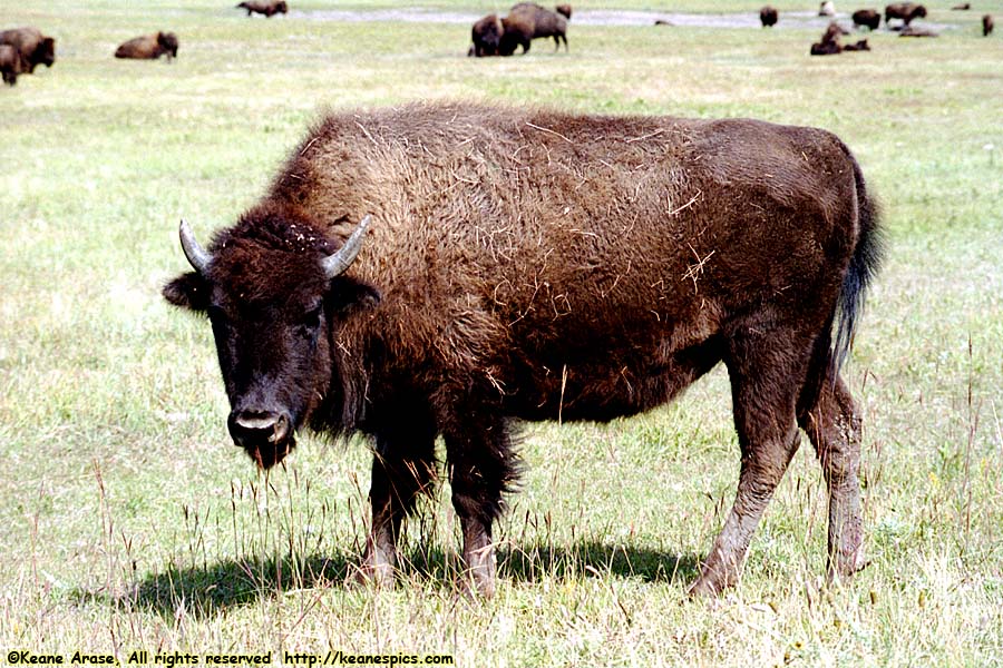 Buffalo