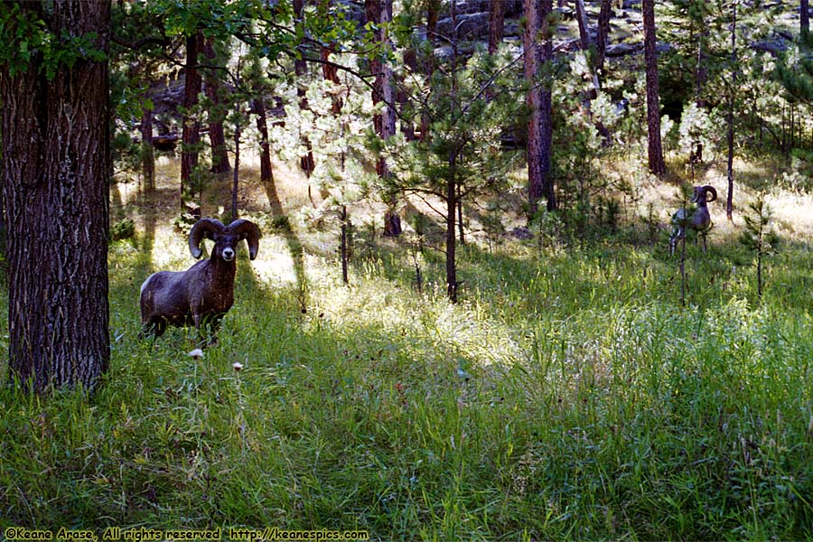 Along Needles Highway (SD87)