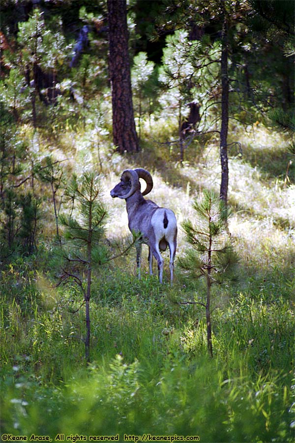 Along Needles Highway (SD87)