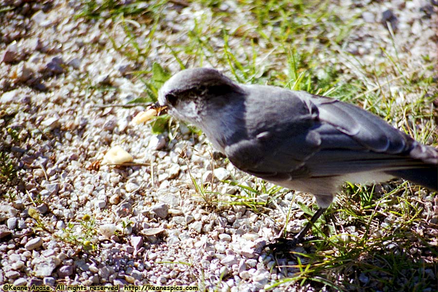 Along Needles Highway (SD87)