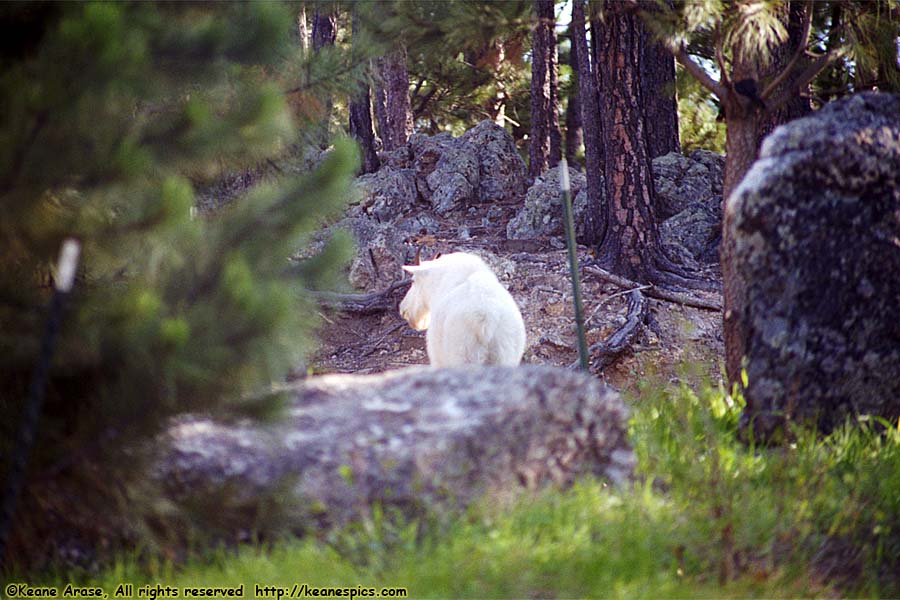 Mountain Goat